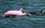 Porpoise pink.jpg