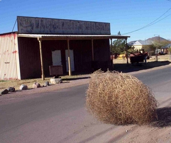 Tumbleweed.jpg