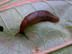 Unknown slug on rhubarb.jpg