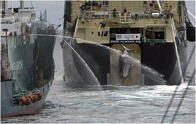 File:Nisshin Maru kill way.jpg