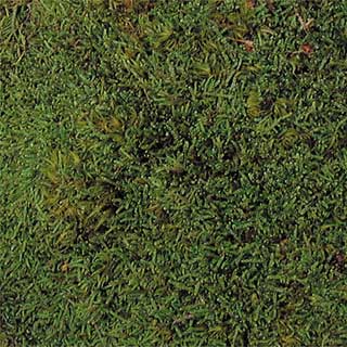 File:Sheet moss.jpg