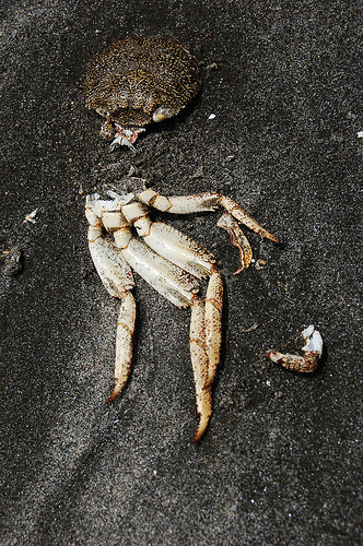 File:Eugene Krabs.jpg