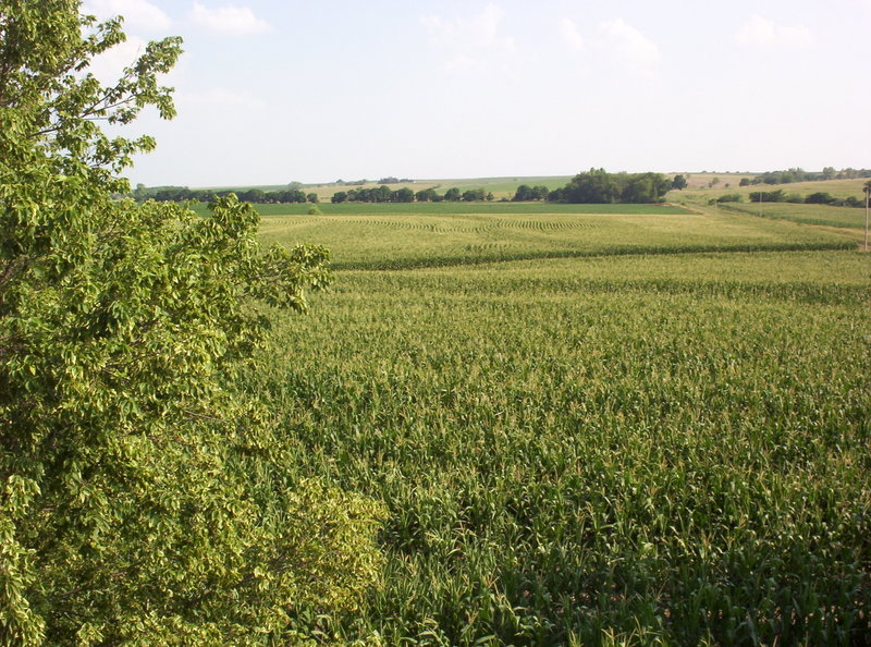 Corn fields in Southern Nebraska.jpg