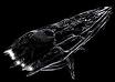 Wraith hive ship.jpg