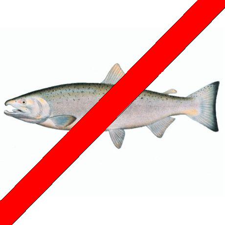 File:CohoSalmon-X.jpeg