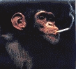 Monkey smoke.jpg