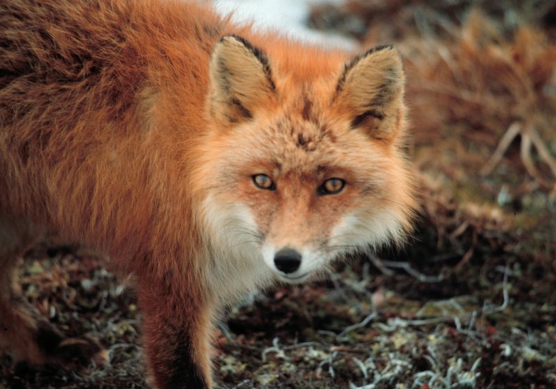 File:Vulpes-03.jpg