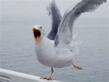 File:Seagullopenmouthandflying.jpg