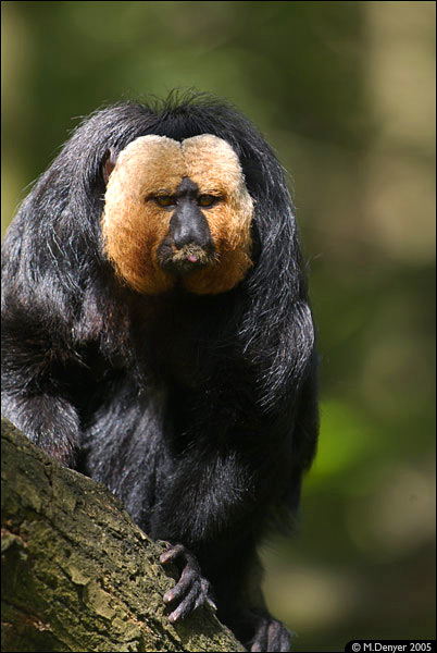 File:Sakimonkey.jpg