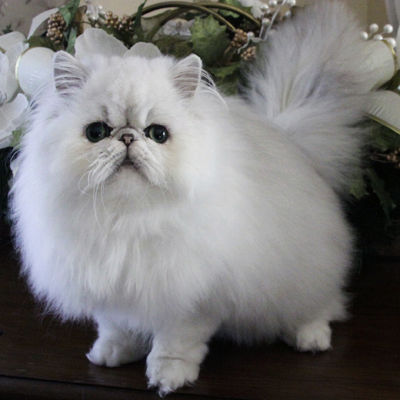 File:Persian.jpeg