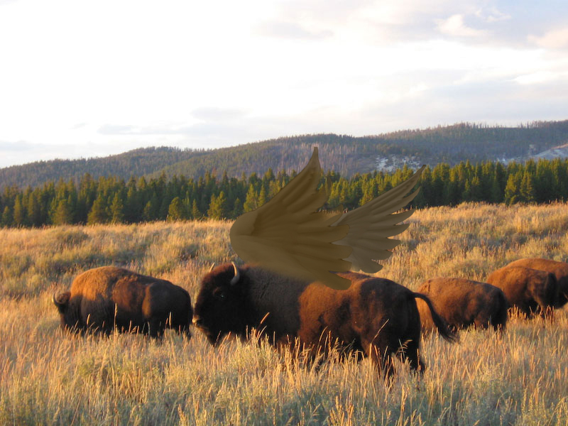 Buffalo Wings.jpg