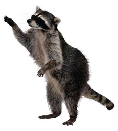 Raccoon-01.jpg