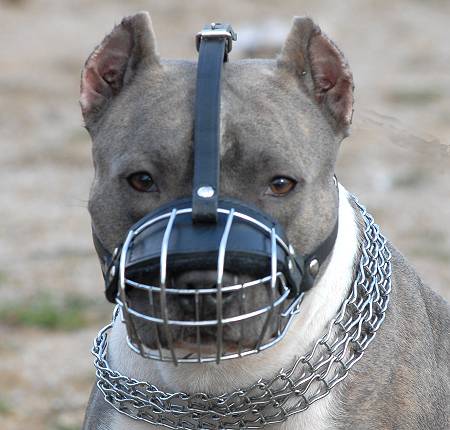 Pitbull-muzzle-wire.jpg