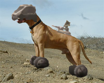 File:Rooflesspitbull.jpg