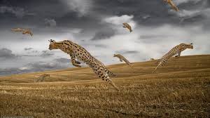 File:Servals.jpg