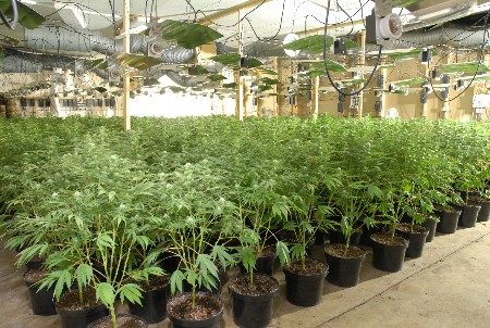 File:Cannabis.jpg