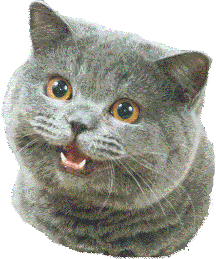 File:Happycattemplate.gif
