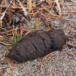 File:StefanCelMareFeces.jpg