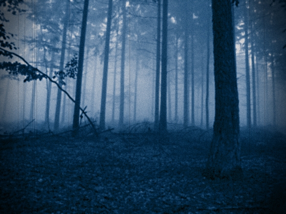 Creepy Forest.jpg