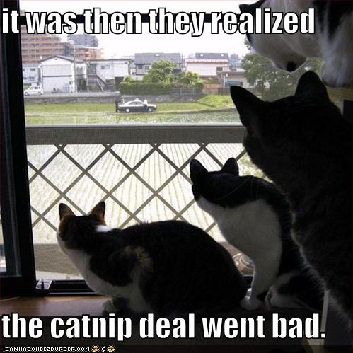File:Catnip deal.jpg