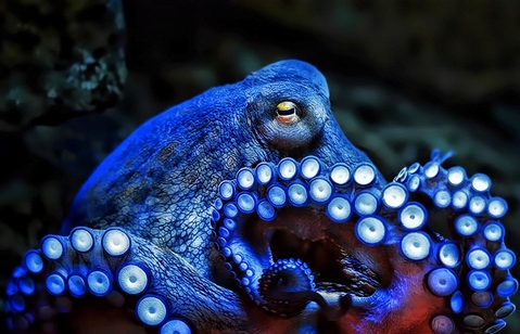 Blue octopus.jpg