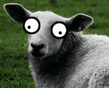 Sheep-silly-eye-small.gif