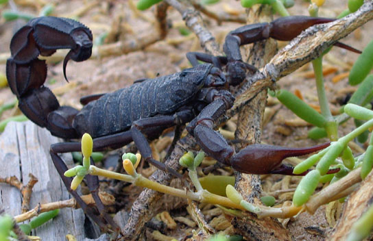 Black scorpion2.jpg