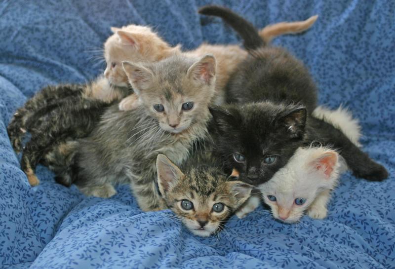 Kitten pile.jpg