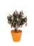Bacon shrub.jpg