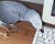 Bird-esc-key.jpg