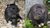 Blackgerbilrat1.jpg
