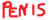 Penis.png