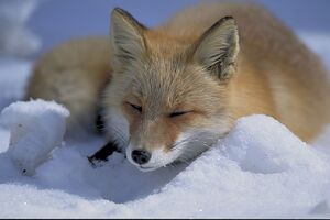 A cute fox in the snow