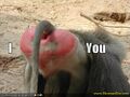 Funny-pictures-baboon-butt-heart.jpg