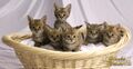 Kittenbasket.jpg