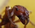 Ant head closeup.jpg