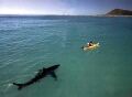Shark-kayak.jpg