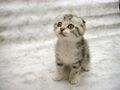 Cute kitten.p.jpg