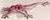 Frog10large.jpg