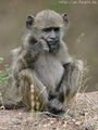 Bush monkey squatting.jpg
