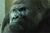 11107-3251Ape.jpg