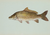 Crapcrapcarp.PNG