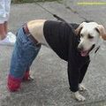 Dog in jeans and black jumper.jpg
