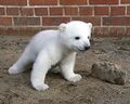 Polar bear knut 380.jpg