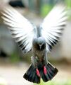 Pigeonflying.jpg