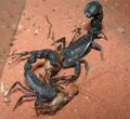 Scorpionz.jpg
