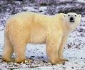 Polar bear 2.jpg