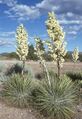 Yucca elata subsp. utahensis fh 1178.4 NV B.jpg