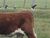 Bovine Parallaxis Experiment.JPG
