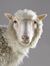DollytheSheep01.jpg